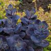 Sedum Blue Pearl